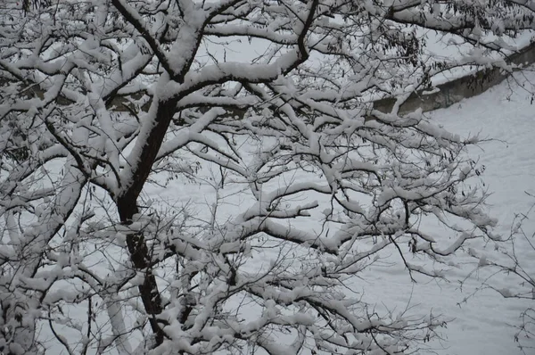 도시의 눈덮인 나뭇가지와 나무줄기 — 스톡 사진