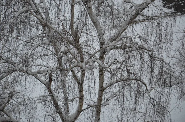 Χιονισμένα Κλαδιά Και Κορμοί Δέντρων Στην Πόλη — Φωτογραφία Αρχείου