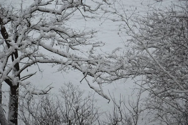 Ramos Cobertos Neve Troncos Árvore Uma Cidade — Fotografia de Stock