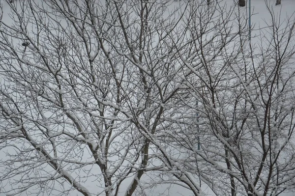 Schneebedeckte Äste Und Baumstämme Einer Stadt — Stockfoto