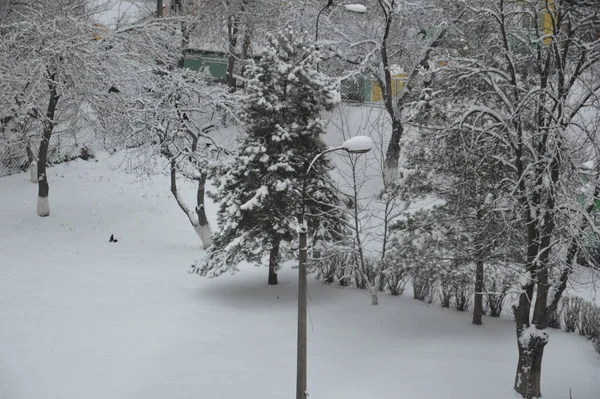 Snow Covered Branches Tree Trunks City — Stockfoto