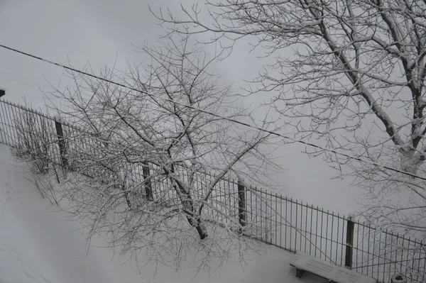 Hófödte Ágak Fatörzsek Városban — Stock Fotó