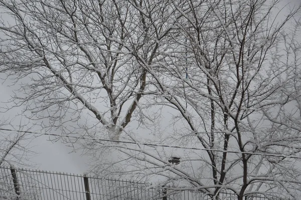 Ramos Cobertos Neve Troncos Árvore Uma Cidade — Fotografia de Stock