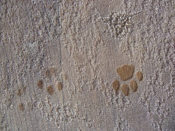 Animal Footprints Imprinted Ground — стоковое фото