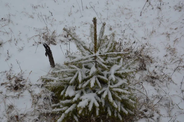 Seedlings Young Trees Winter Snow — Zdjęcie stockowe