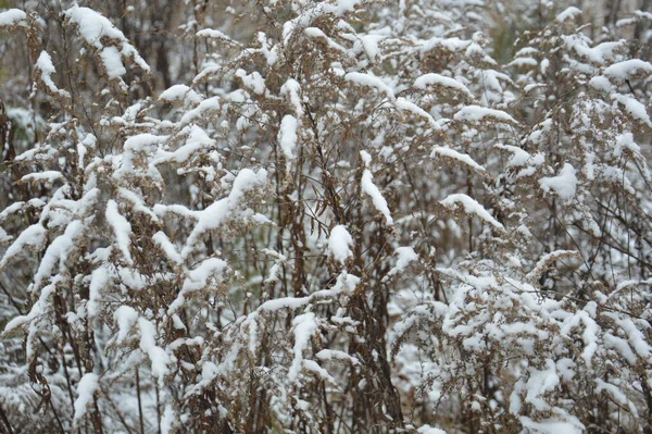 Snowy Las Śnieżycy Pada Śnieg — Zdjęcie stockowe