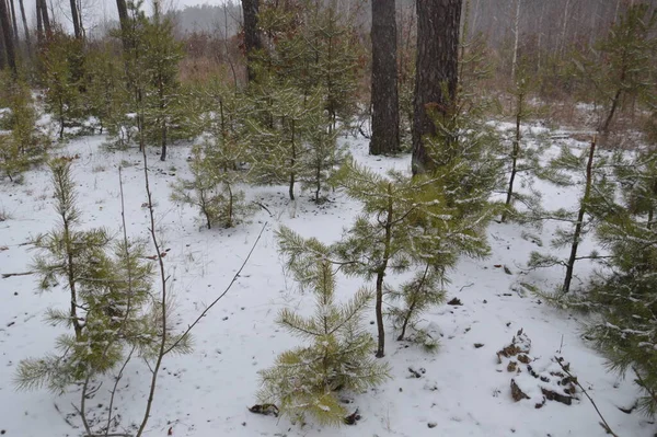 Snowy Forest Blizzard Snow Falls — Foto de Stock