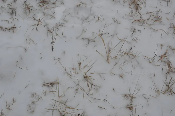 Texture Neige Avec Des Plantes Sur Sol — Photo