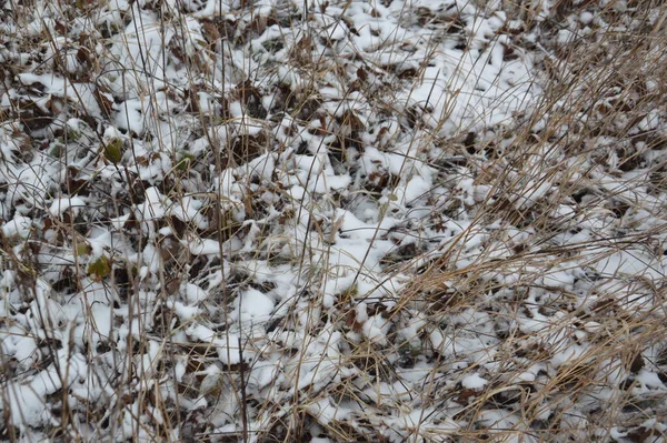 地面上有植物的雪的质感 — 图库照片