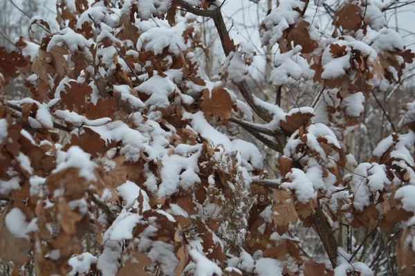 Snow Texture Plants Ground — Stockfoto