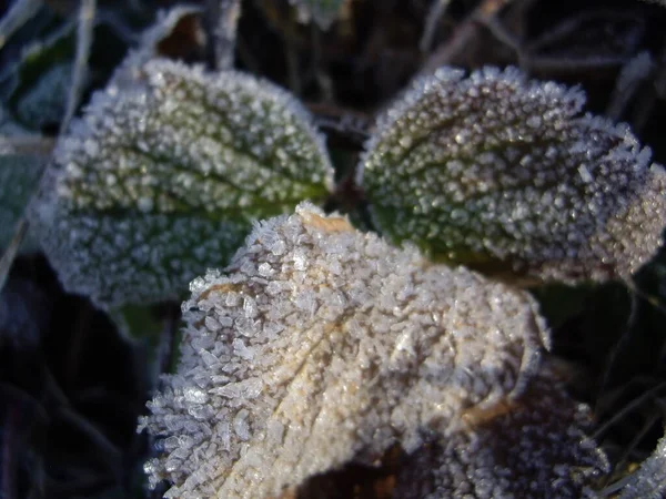 Details Frozen Plants Ice Snow — Stock Photo, Image