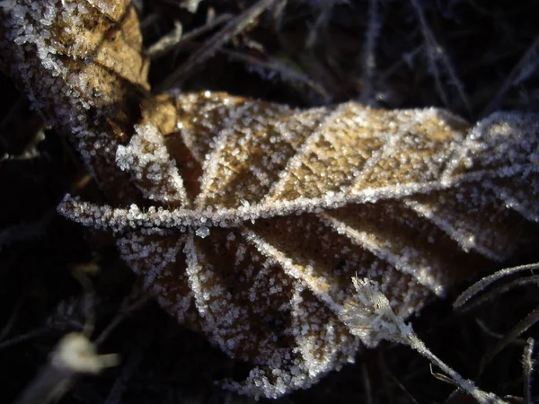 Details Frozen Plants Ice Snow — Stockfoto
