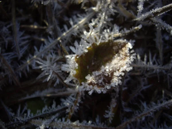 Details Frozen Plants Ice Snow — Stock Photo, Image