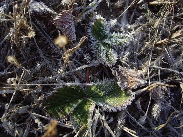 Buzdaki Donmuş Bitkilerin Karın Detayları — Stok fotoğraf