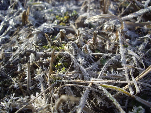 Details Frozen Plants Ice Snow — Stock fotografie