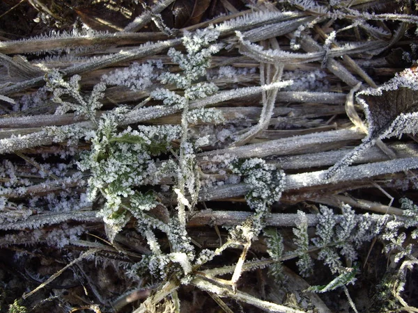 Buzdaki Donmuş Bitkilerin Karın Detayları — Stok fotoğraf