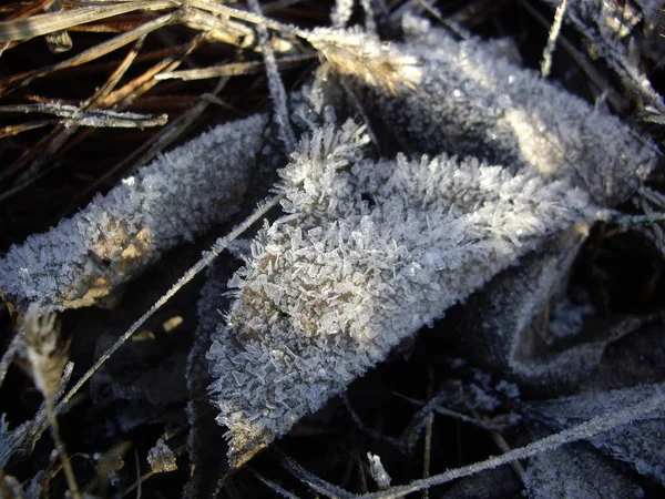 Details Frozen Plants Ice Snow — Stock Photo, Image