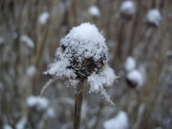 Detalles Plantas Congeladas Hielo Nieve —  Fotos de Stock