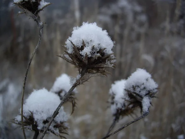 Details Frozen Plants Ice Snow — 스톡 사진