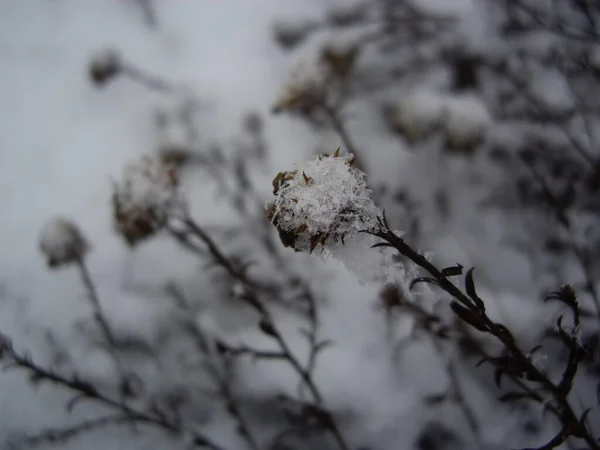 Detalles Plantas Congeladas Hielo Nieve —  Fotos de Stock