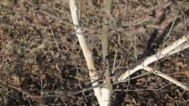Details of tree branches and trunks
