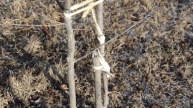 Details of tree branches and trunks