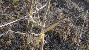 Details of tree branches and trunks
