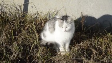 Beyaz kedi kışın çitin yanında oturur ve ısınır.