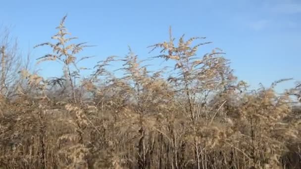 Podrobnosti Větvích Kmenech Stromů — Stock video