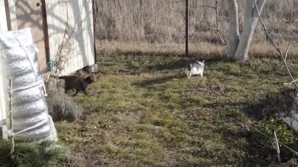 白猫坐在篱笆边取暖 — 图库视频影像