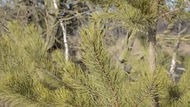 Vegetația Forestieră Mișcă Vânt Iarna — Videoclip de stoc