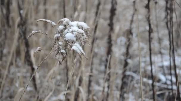 Erdei Növényzet Ringatózik Szélben Télen — Stock videók