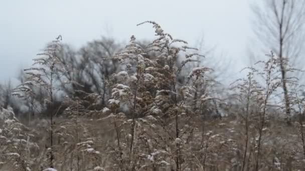 Forest Vegetation Sways Wind Winter — Stockvideo
