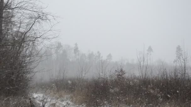 Foresta Innevata Una Bufera Neve Cade — Video Stock