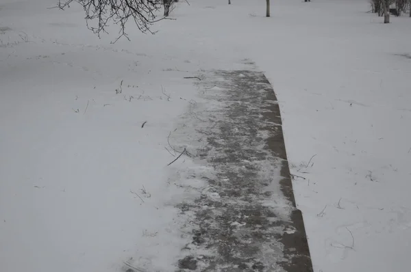 Snow-covered city, trees, animals when it the snowed