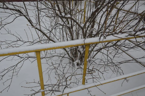 Cidade Coberta Neve Árvores Animais Quando Nevou — Fotografia de Stock