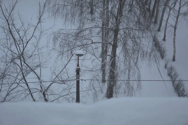 Cidade Coberta Neve Árvores Animais Quando Nevou — Fotografia de Stock
