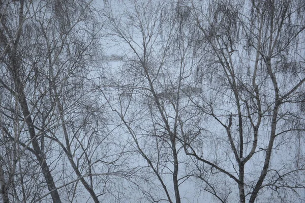 Snötäckt Stad Träd Djur När Det Snöade — Stockfoto