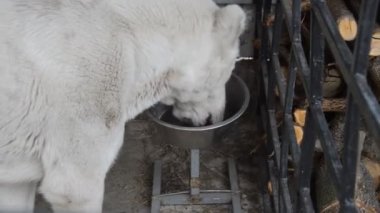Beyaz köpek Alabai 'yi kuşhanede besler.