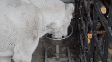 Beyaz köpek Alabai 'yi kuşhanede besler.