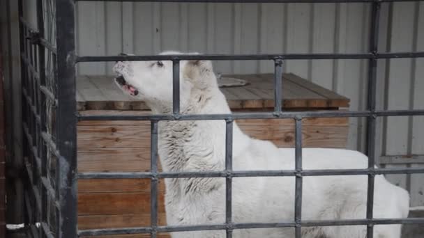 Белая Собака Алабай Птичнике — стоковое видео