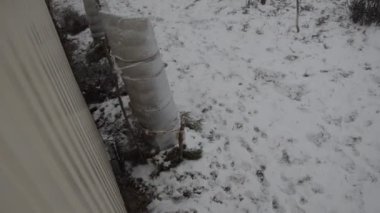Chihuahua köpeği kışın bahçede yürür.