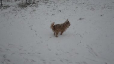 Chihuahua köpeği kışın bahçede yürür.