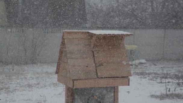 Snöfall Kommer Landet — Stockvideo