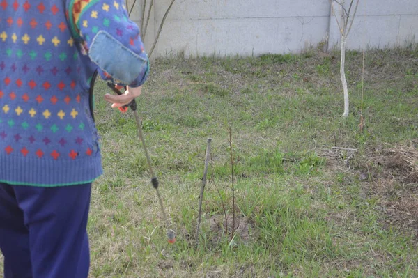 Pulvérisation Arbres Plantes Avec Une Solution Protection — Photo