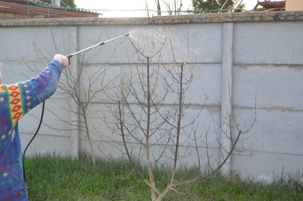 保護するための解決策で木や植物を噴霧 — ストック写真