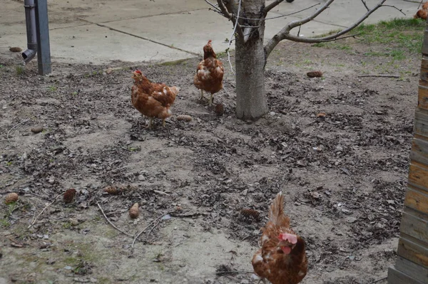 Hühner Spazieren Und Picken Getreide Garten — Stockfoto