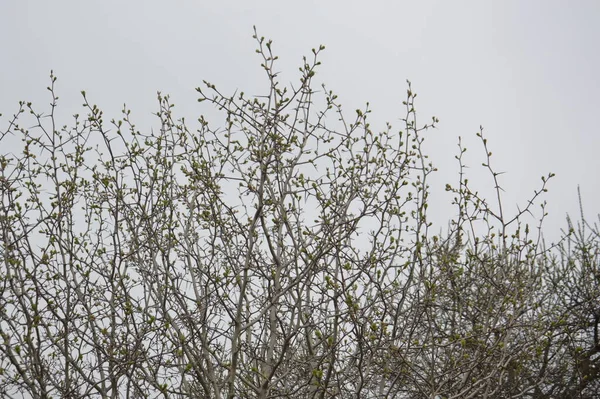 Virágos Rügyek Fák Virágai Tavasszal Kertben — Stock Fotó