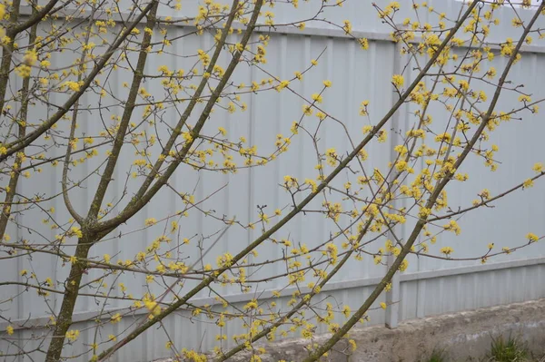 Bloomed Buds Flowers Trees Spring Garden — ストック写真