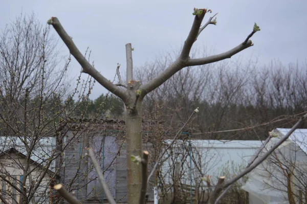 Bloomed Buds Flowers Trees Spring Garden — 스톡 사진